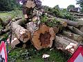 SOME OF THE TREES WERE DECAYING